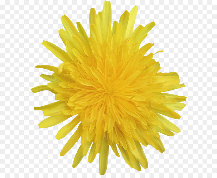 Fleur Jaune，Fleurir PNG