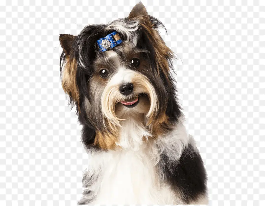 Chien，Animal De Compagnie PNG