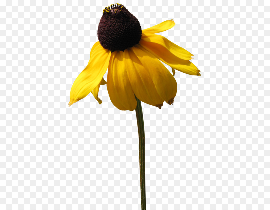 Fleur Jaune，Usine PNG