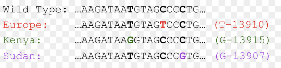 Lait，La Lactase PNG