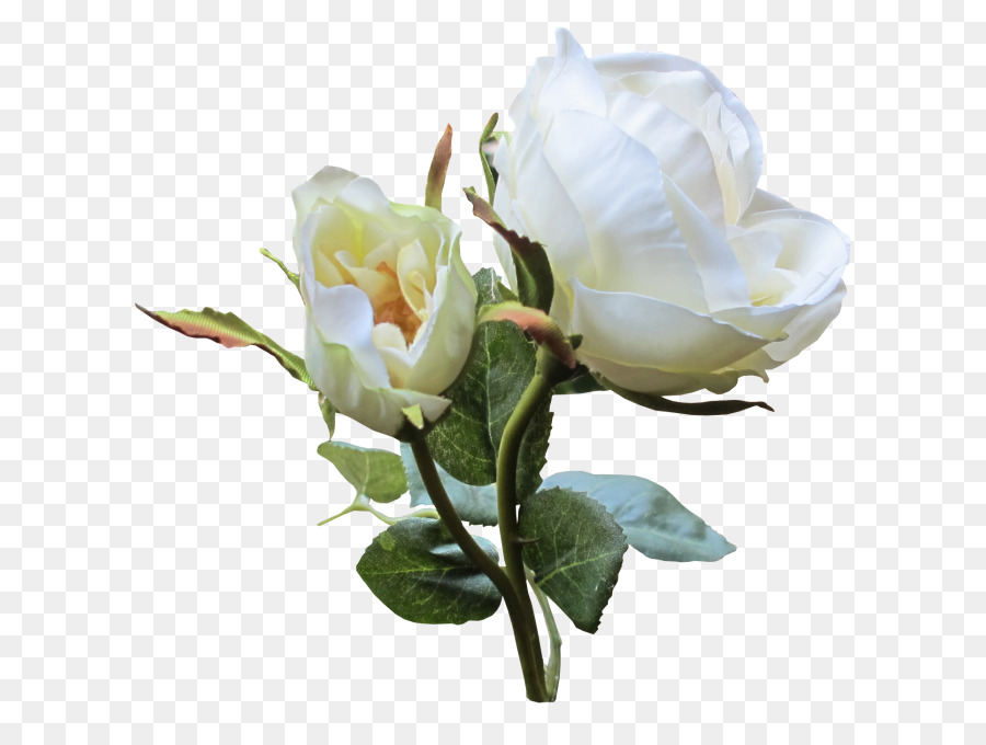 Les Roses De Jardin，Blanc PNG