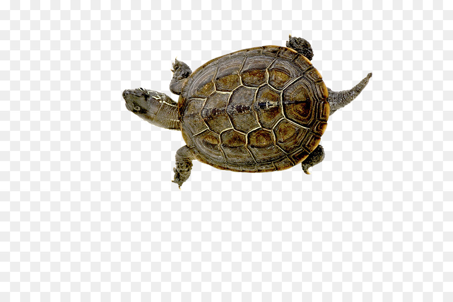 Tortue，Reptile PNG