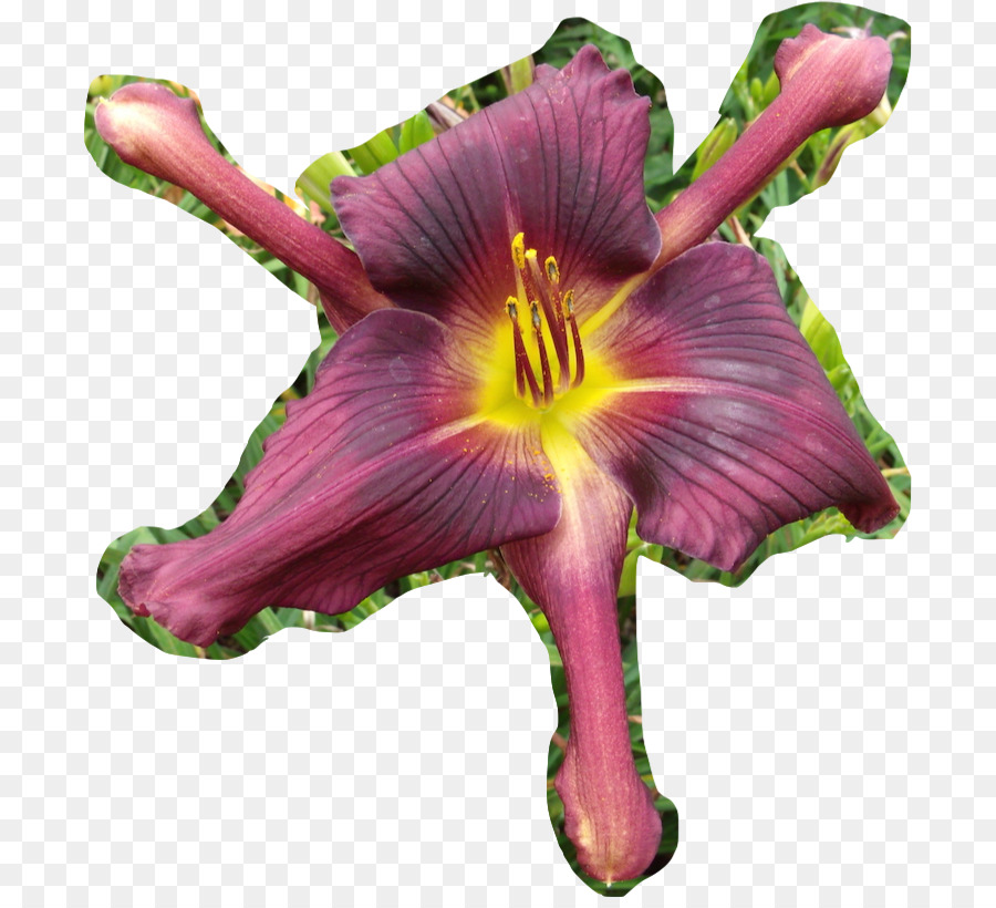 Fleur Colorée，Fleurir PNG