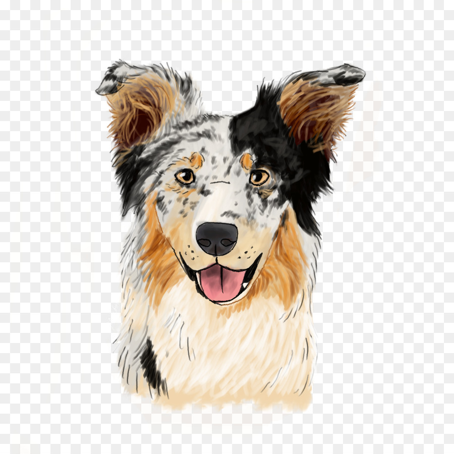 Colley Rugueux，Border Collie PNG