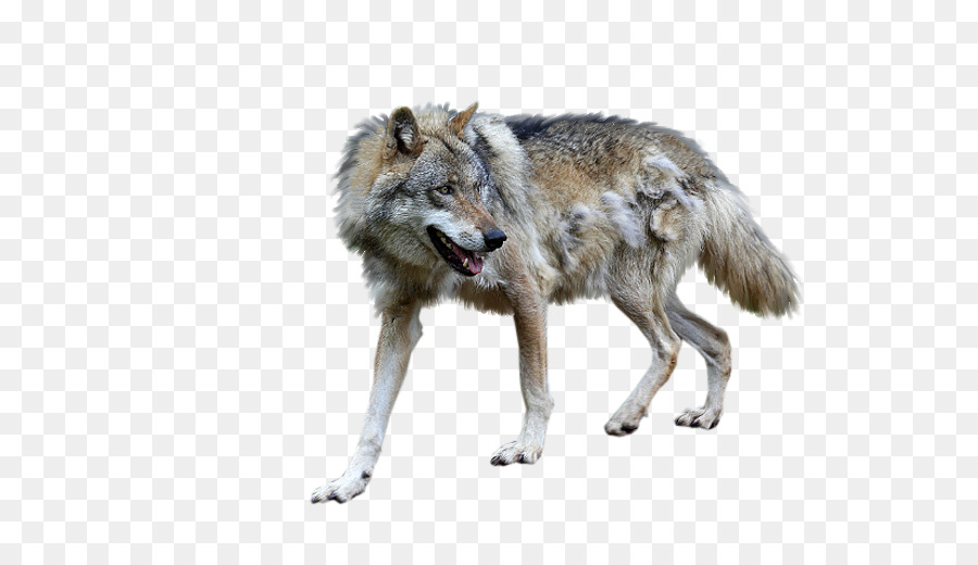 La Toundra De L Alaska Loup，Coyote PNG