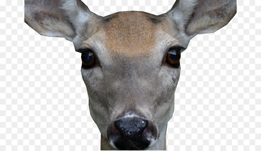 Cerf，Bois PNG