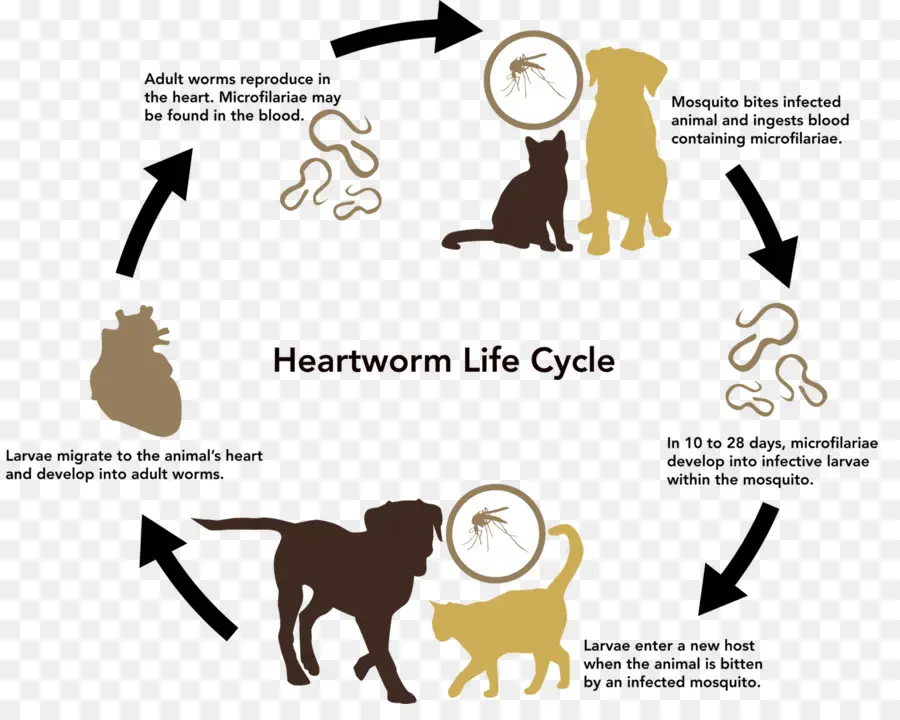 Cycle De Vie Du Ver Du Cœur，Parasite PNG