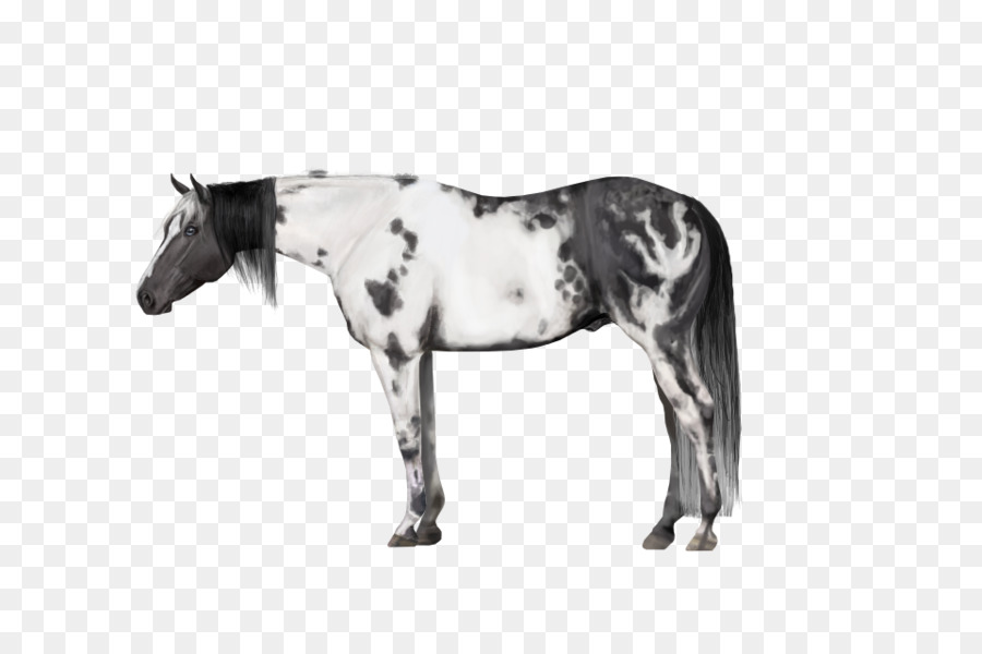 Cheval Noir Et Blanc，Cheval PNG