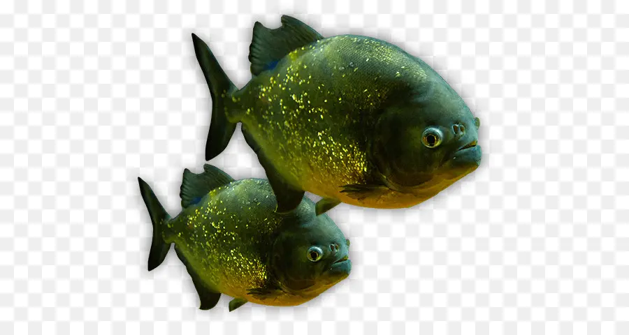 Poisson Vert，Aquatique PNG