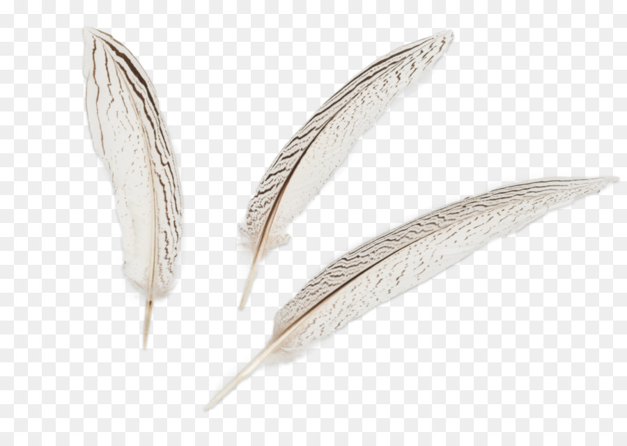 Plume，Aile PNG