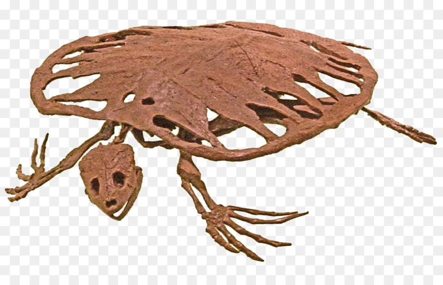 Fossile De Tortue，Préhistorique PNG