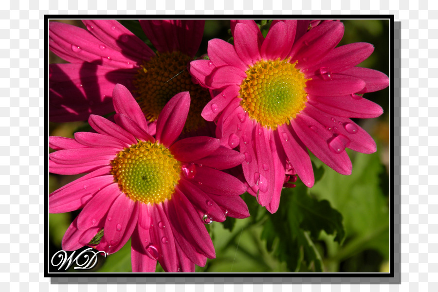 Marguerite Daisy，Chrysanthème PNG