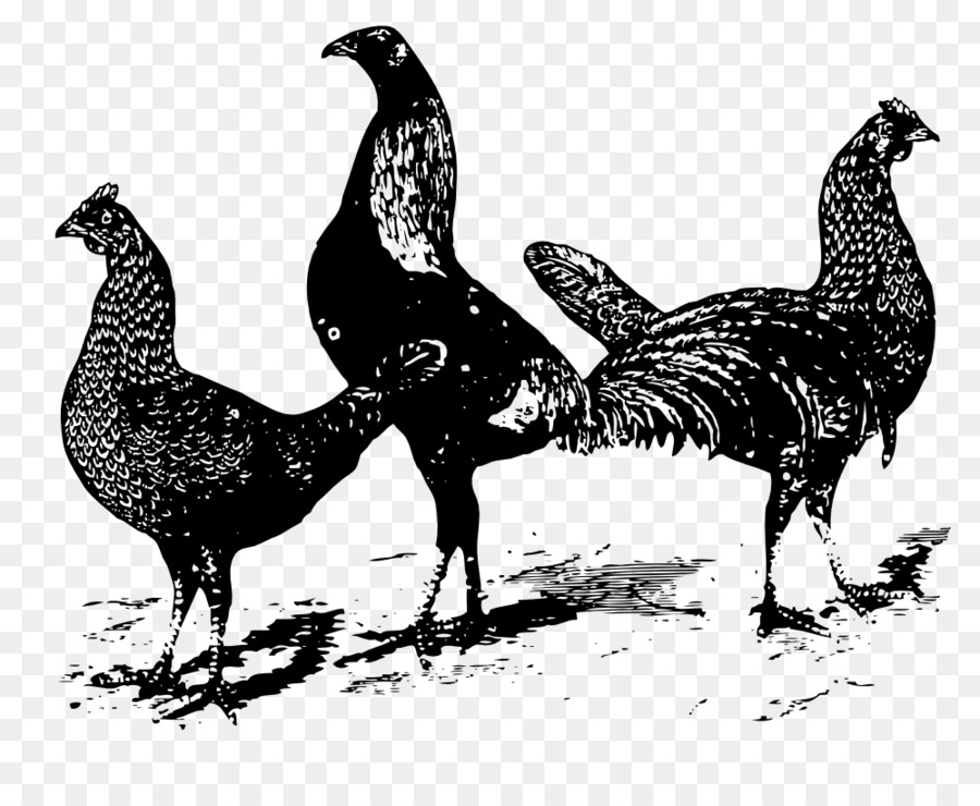 Poulets，Coq PNG