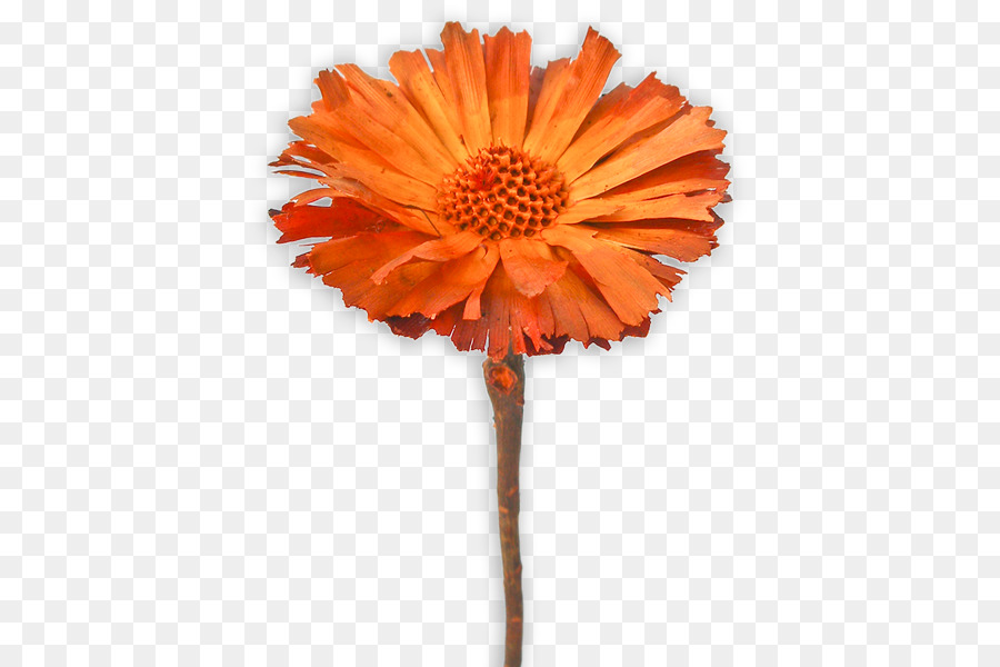 Fleur Rouge，Tige PNG