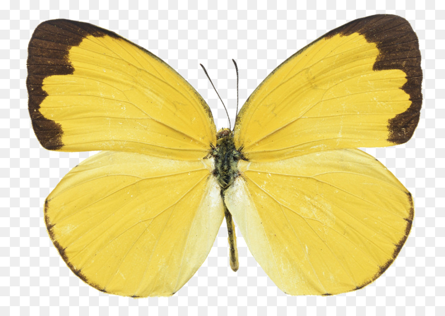 Papillon，Jaune PNG