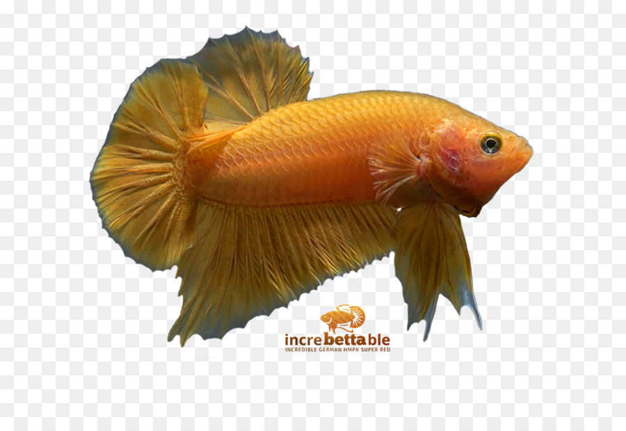 Poisson Betta，Aquarium PNG