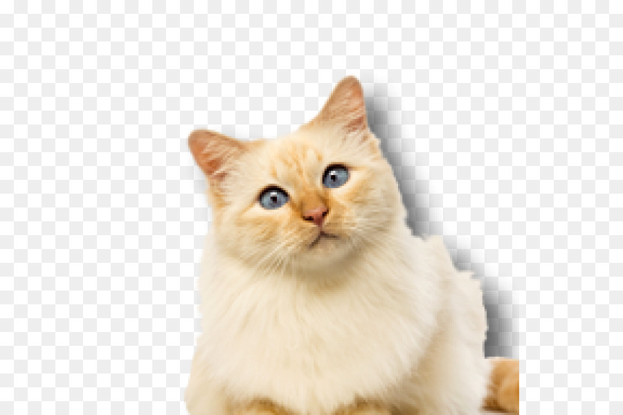 Chat，Animal De Compagnie PNG