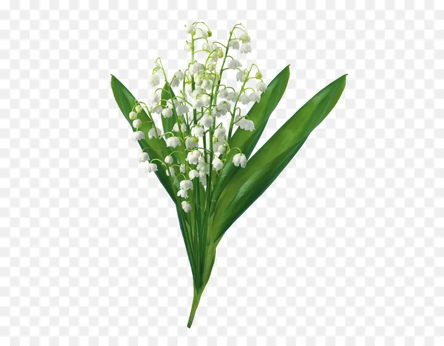 Muguet，Blanc PNG