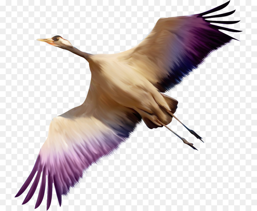 Oiseau Volant，Ailes PNG