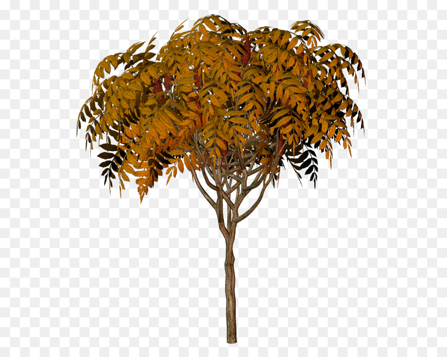 Brindille，Tige De La Plante PNG