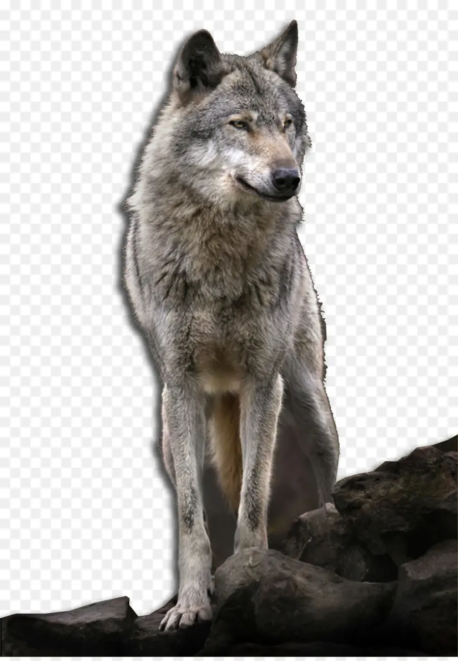 Loup，Faune PNG