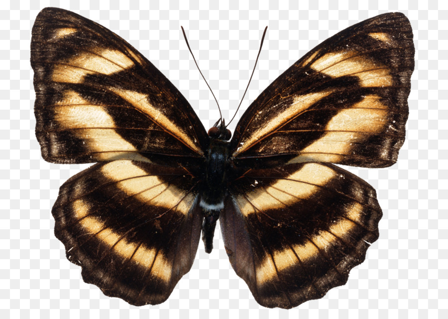 Papillon，Papillons PNG