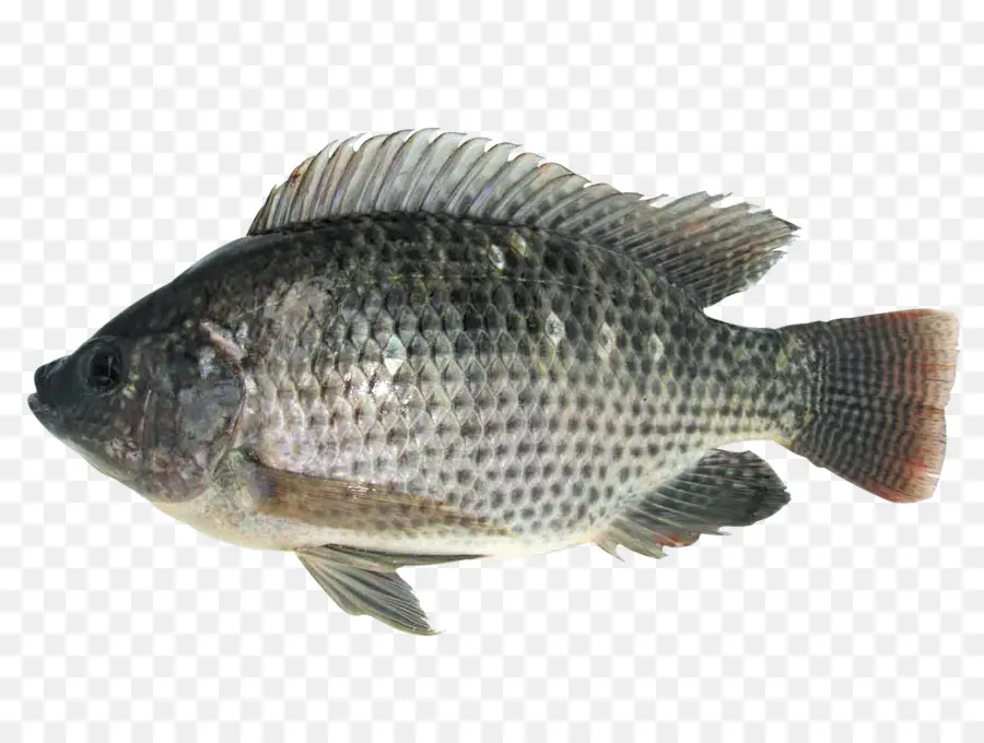 Poisson，Aquatique PNG