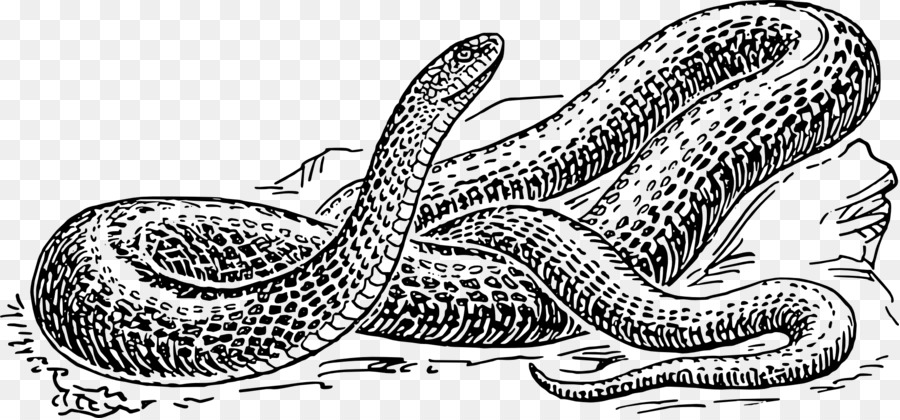 Serpent，Reptile PNG