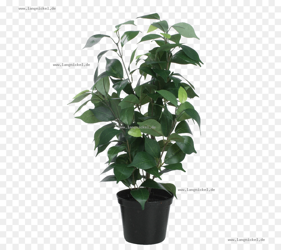 Flowerpot，Feuille PNG