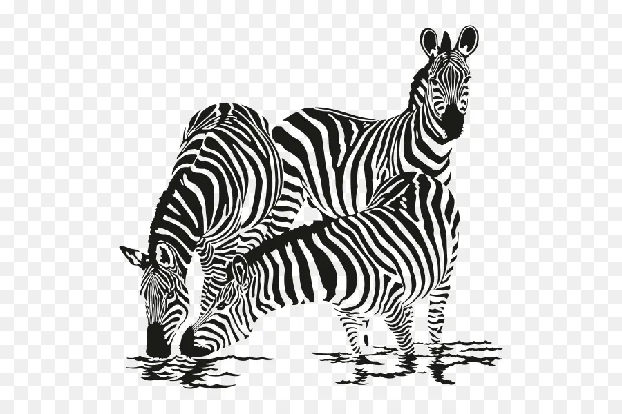 Zèbre，Zebra La Famille PNG
