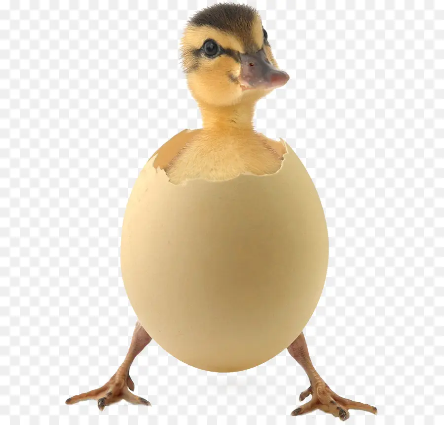 Canard，Salé œuf De Canard PNG