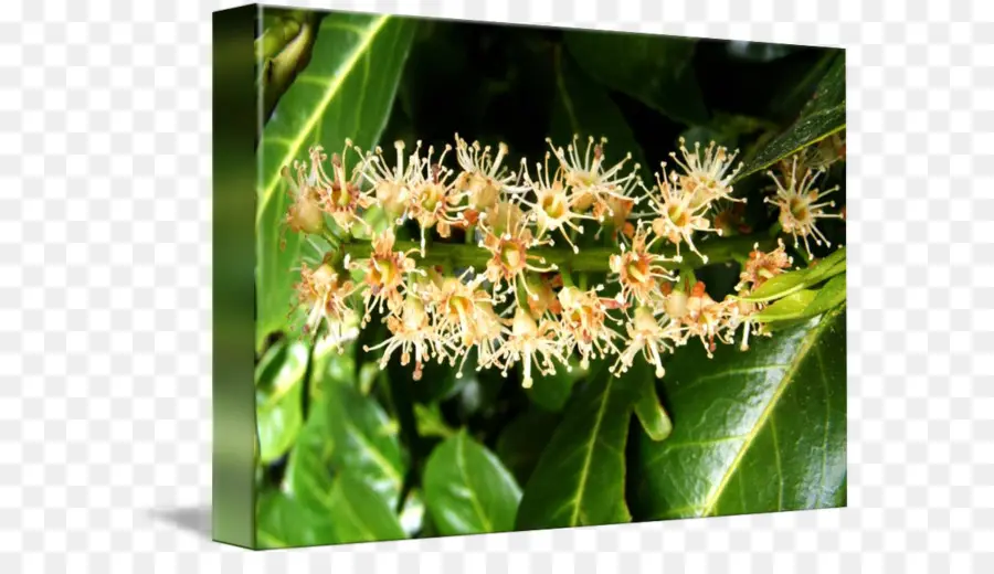 Plante à Fleurs，Fleurir PNG