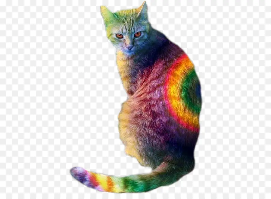 Chat Arc En Ciel，Coloré PNG