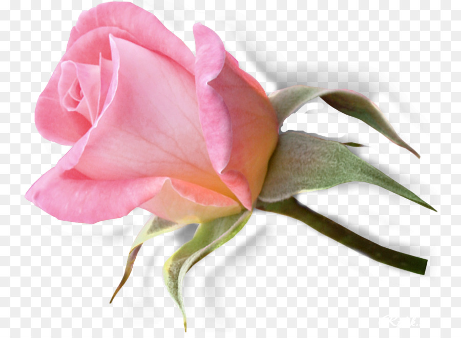 Roses De Jardin，Rose PNG