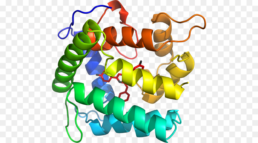 Structure Des Protéines，Molécule PNG