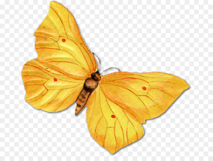 Ailes De Papillon，Insecte PNG