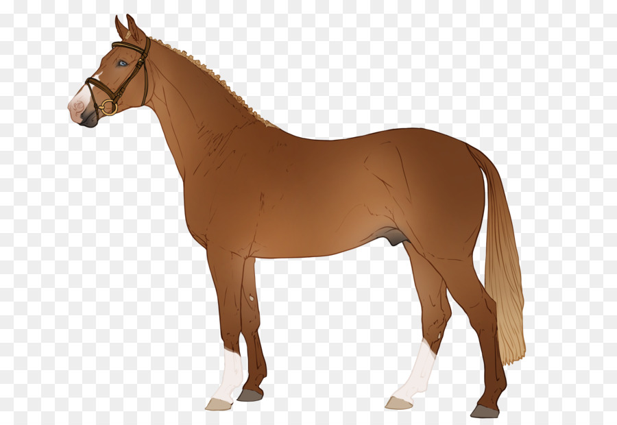 Cheval，équidé PNG