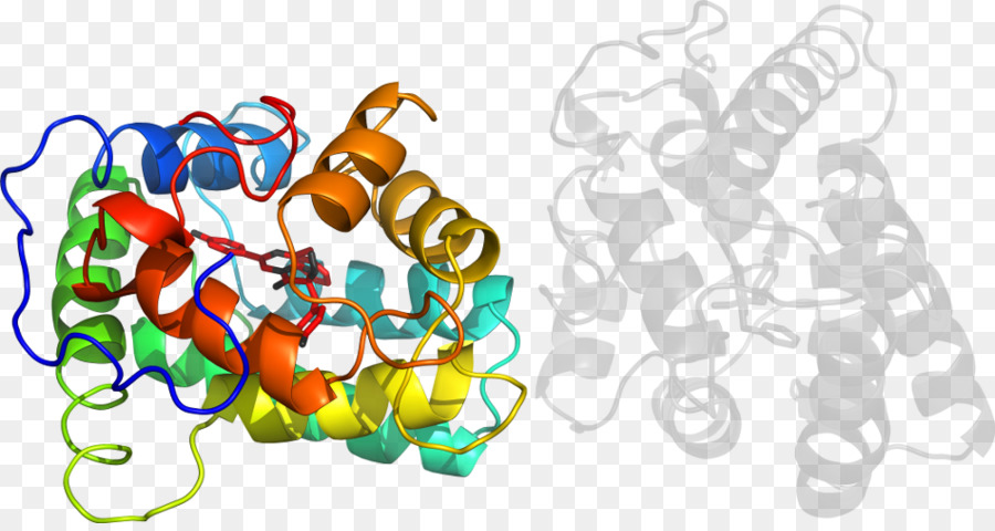 Structure Des Protéines，Molécule PNG