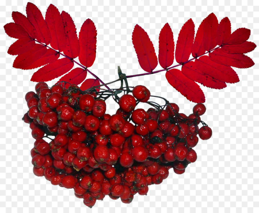 Mountainash，Feuille PNG