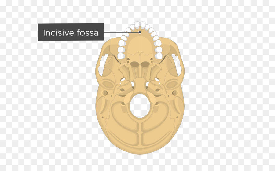 Ptérygoïdien Processus Du Sphénoïde，Processus PNG