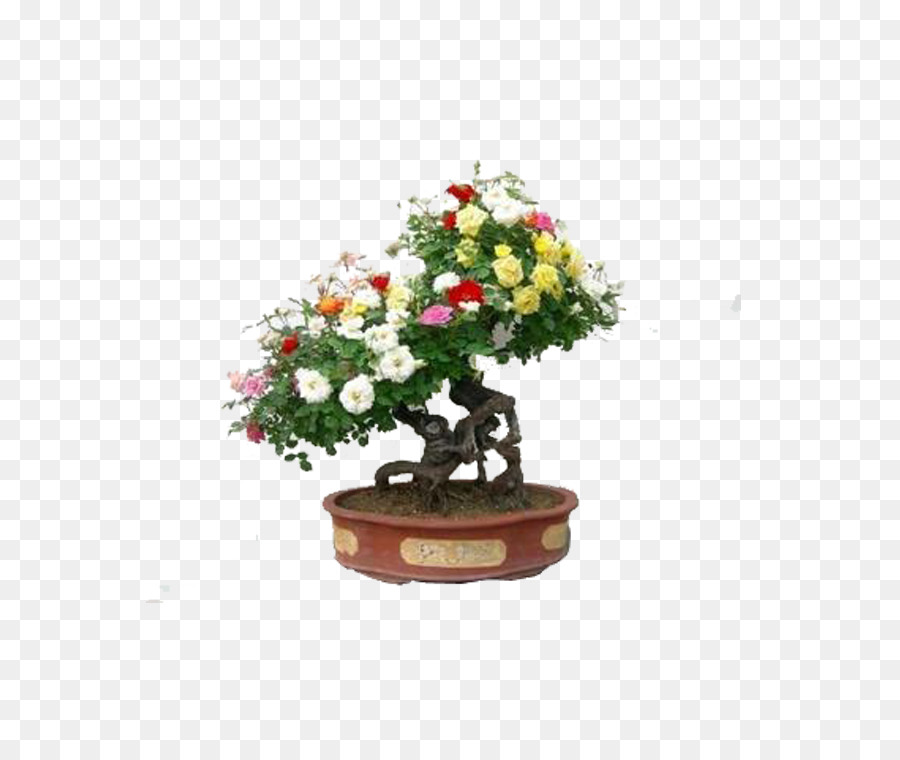 Bonsaï，Fleurs PNG