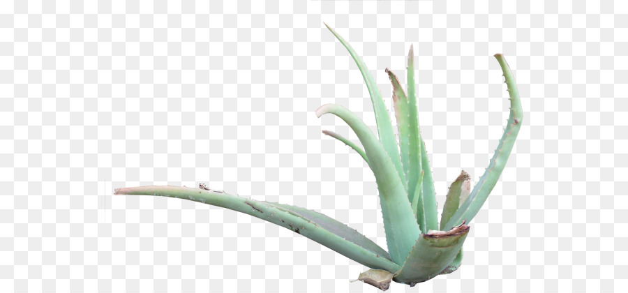 Agave，Succulent PNG