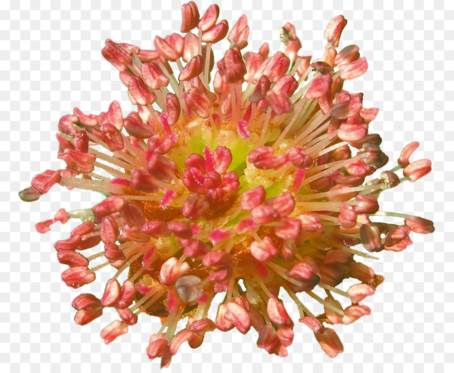 Chrysanthème，Couper Les Fleurs PNG