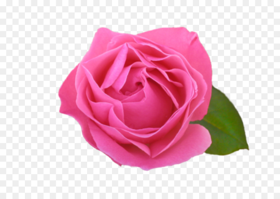 Pêche Rose，Floraison PNG