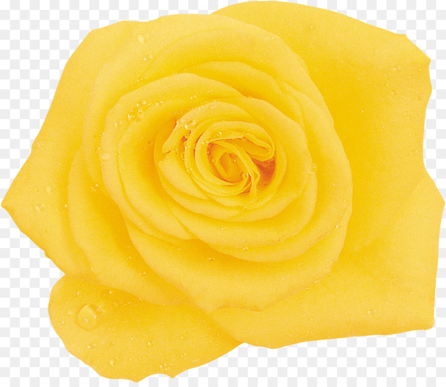 Roses De Jardin，Couper Les Fleurs PNG