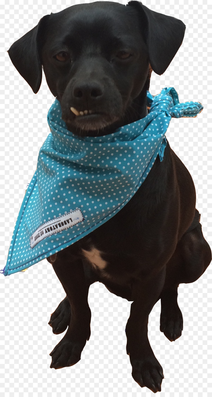 Le Labrador Retriever，Patterdale Terrier PNG