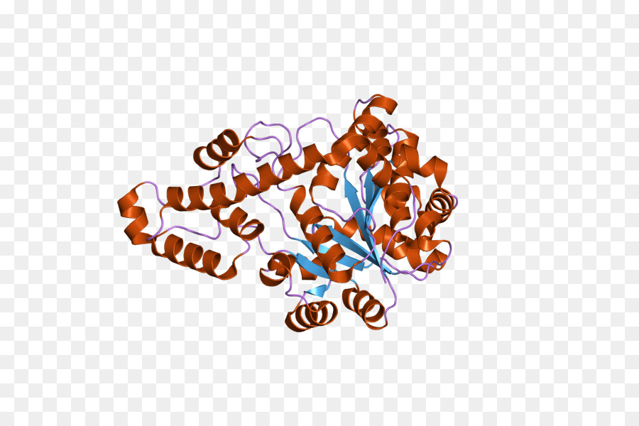 Structure Des Protéines，Molécule PNG