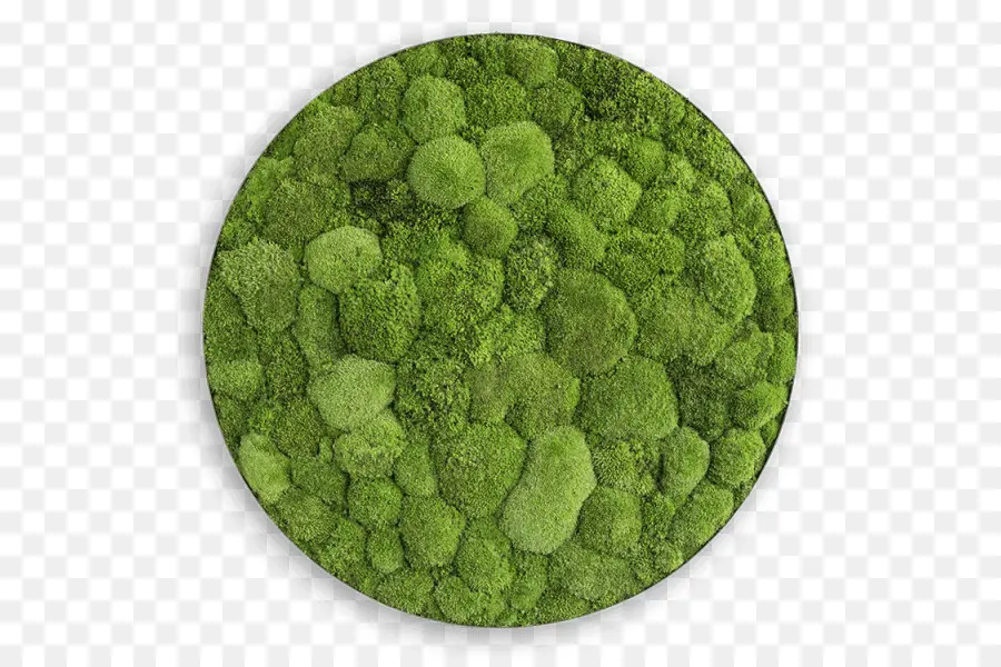 Vert，Des Bryophytes PNG