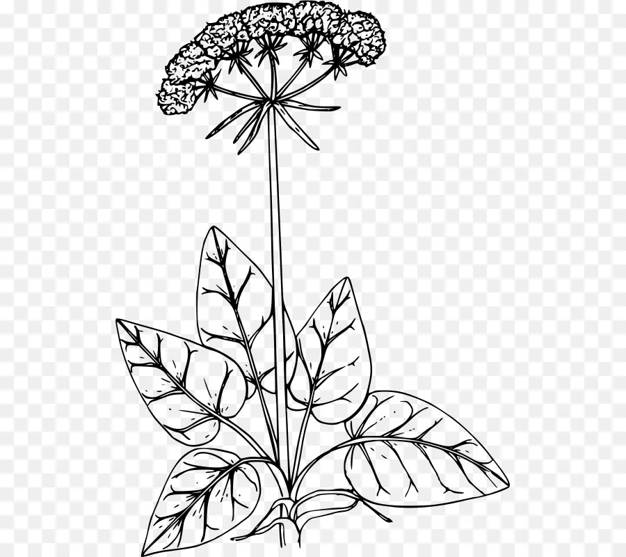 Dessin De Fleur，Botanique PNG