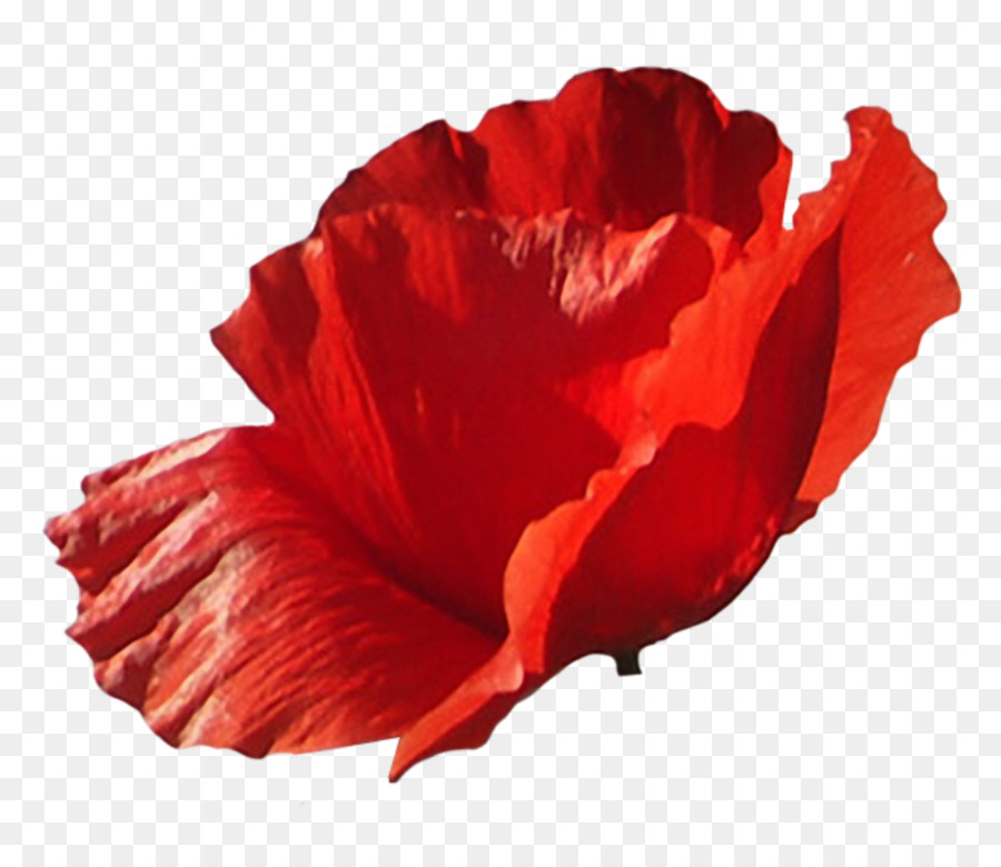 Fleur Rouge，Nature PNG